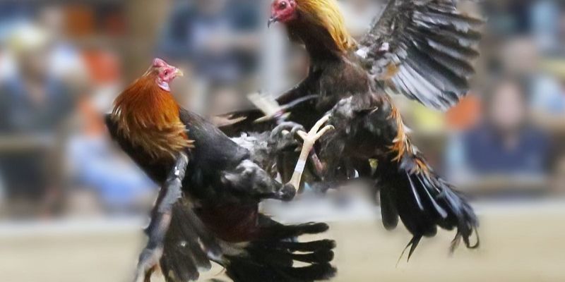 Đá Gà 247 – Xem Trực Tiếp 24/7 Mọi Lúc Mọi Nơi Cùng Jun88 5 Cách xem đá gà