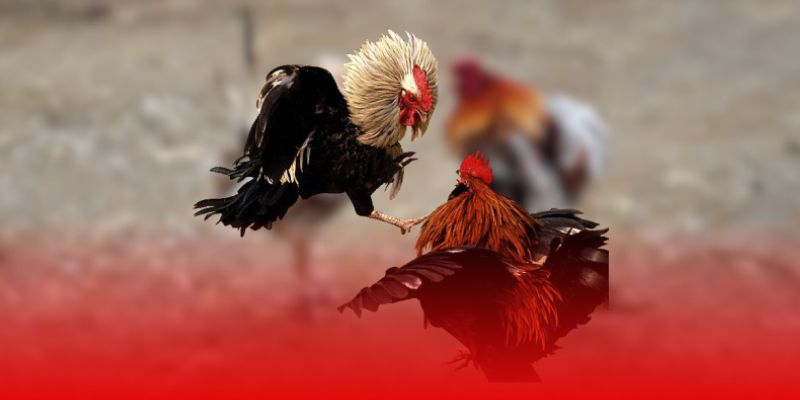 Hôm Nay Đá Gà Gì Tốt Nhất – Chọn Chiến Kê Chuẩn Jun88 Ngay 4 Phân tích chiến kê dựa trên thể lực và kỹ năng
