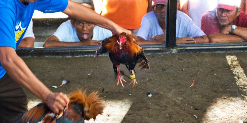 Đá Gà 247 – Xem Trực Tiếp 24/7 Mọi Lúc Mọi Nơi Cùng Jun88 6 Ưu điểm nổi bật của hệ thống